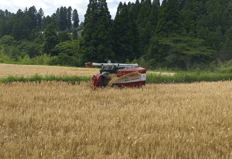 麦の刈り取り
